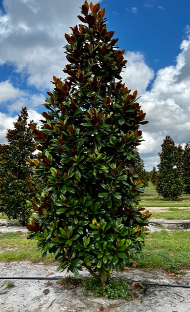 magnolia-grandiflora-d-d-blanchard-southern-magnolia