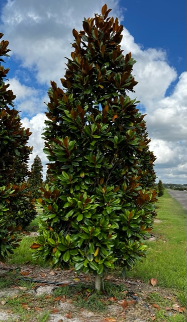 magnolia-grandiflora-d-d-blanchard-southern-magnolia