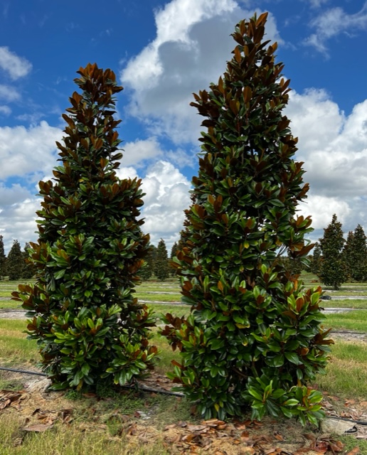 magnolia-grandiflora-d-d-blanchard-southern-magnolia