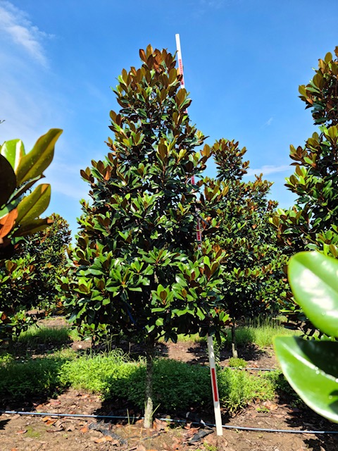 magnolia-grandiflora-d-d-blanchard-southern-magnolia