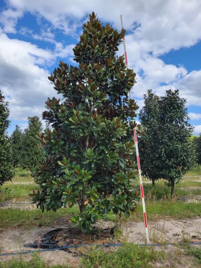 magnolia-grandiflora-d-d-blanchard-southern-magnolia