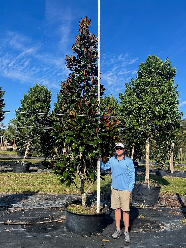 magnolia-grandiflora-d-d-blanchard-southern-magnolia