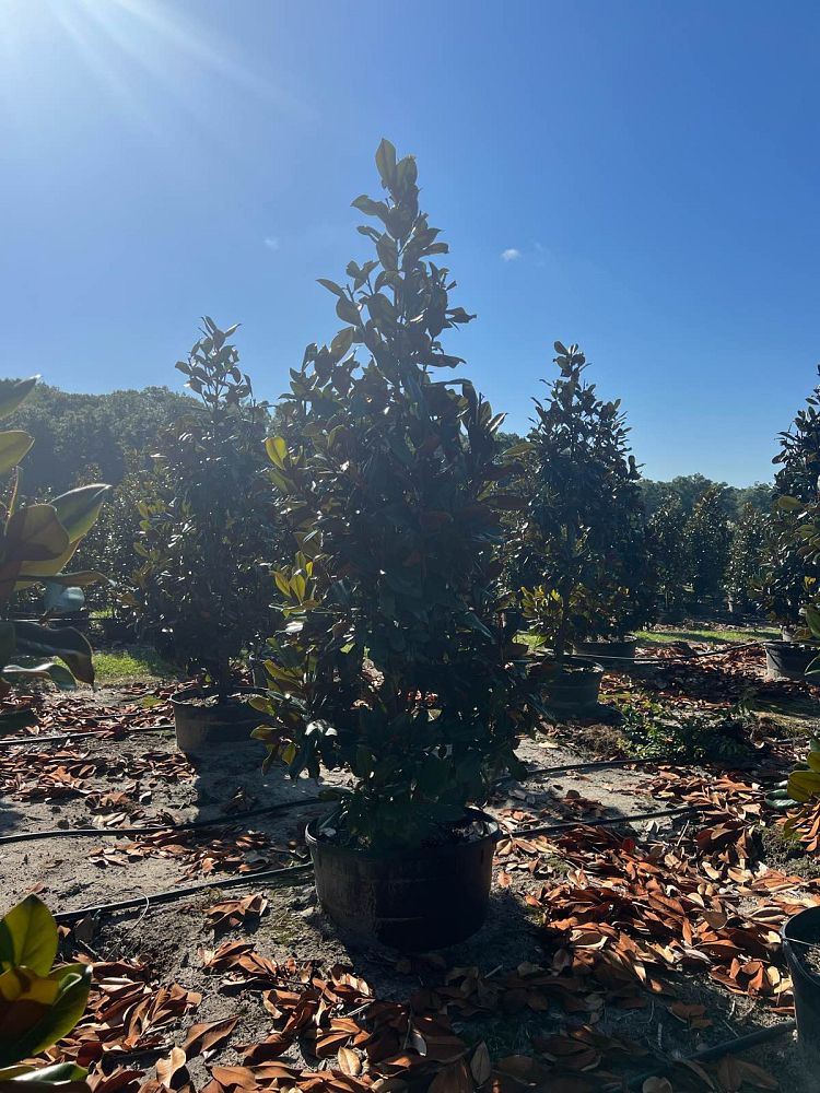 magnolia-grandiflora-d-d-blanchard-southern-magnolia