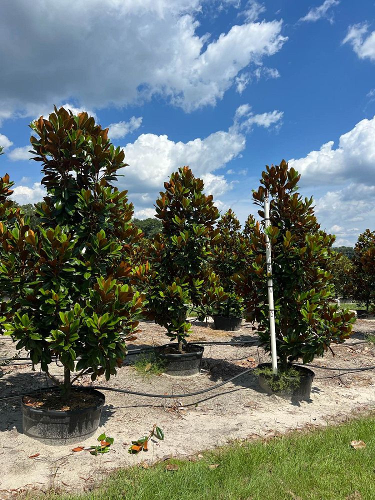 magnolia-grandiflora-d-d-blanchard-southern-magnolia