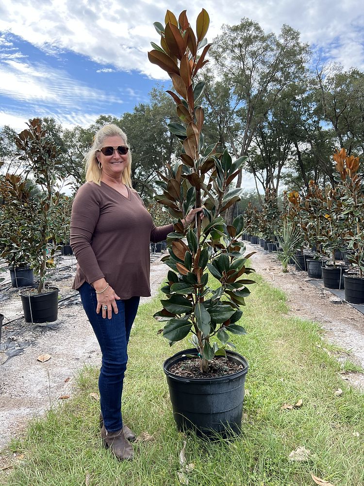 magnolia-grandiflora-d-d-blanchard-southern-magnolia
