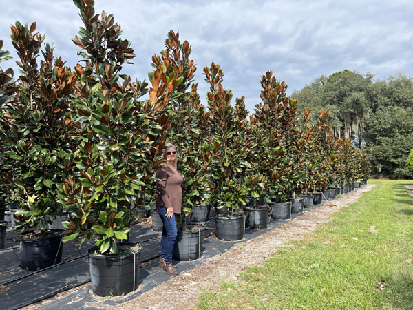 magnolia-grandiflora-d-d-blanchard-southern-magnolia