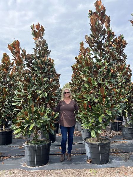 magnolia-grandiflora-d-d-blanchard-southern-magnolia