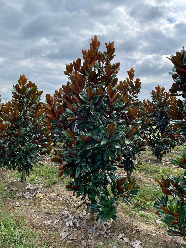 magnolia-grandiflora-d-d-blanchard-southern-magnolia