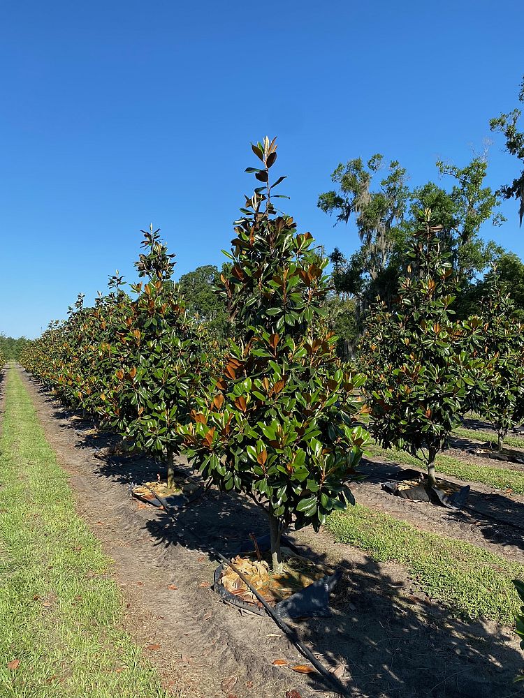 magnolia-grandiflora-d-d-blanchard-southern-magnolia