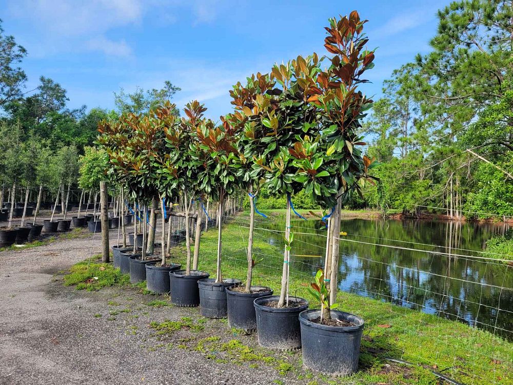 magnolia-grandiflora-d-d-blanchard-southern-magnolia