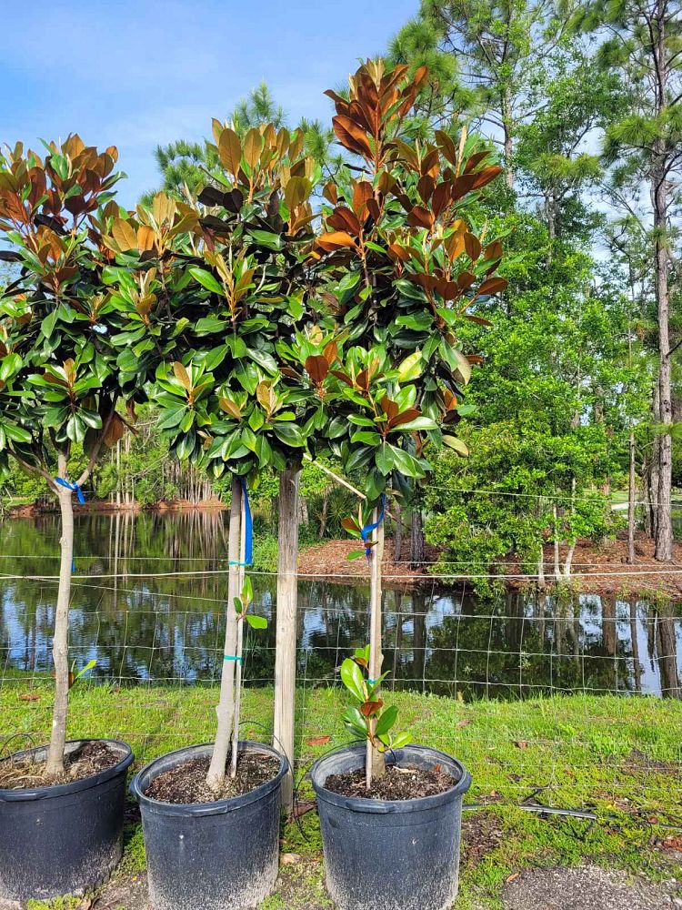 magnolia-grandiflora-d-d-blanchard-southern-magnolia