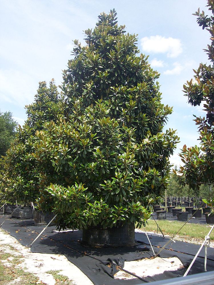 magnolia-grandiflora-d-d-blanchard-southern-magnolia