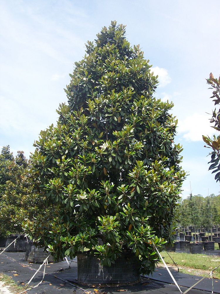 magnolia-grandiflora-d-d-blanchard-southern-magnolia