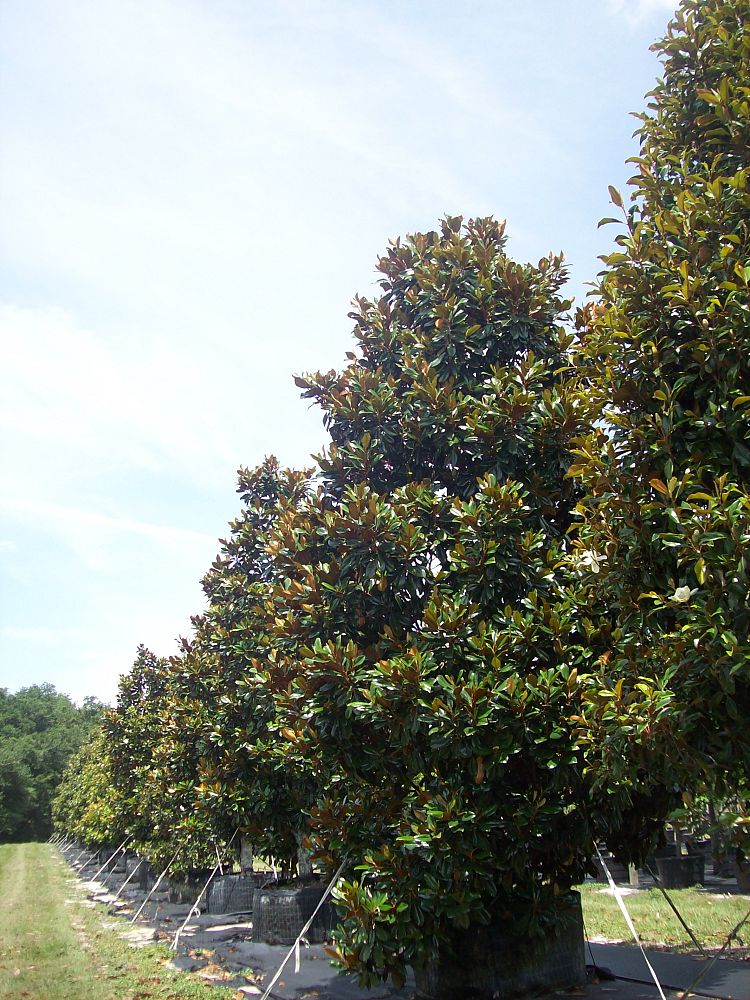 magnolia-grandiflora-d-d-blanchard-southern-magnolia