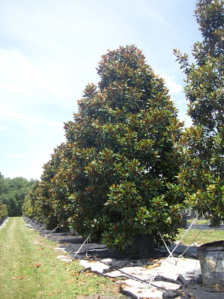 magnolia-grandiflora-d-d-blanchard-southern-magnolia