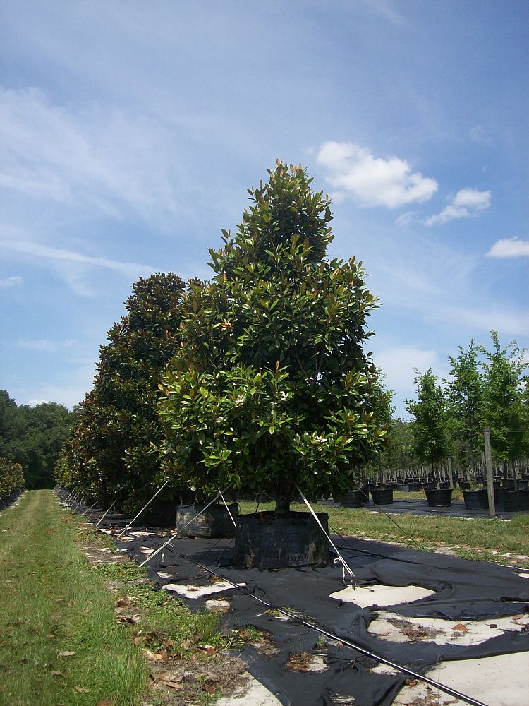 magnolia-grandiflora-d-d-blanchard-southern-magnolia