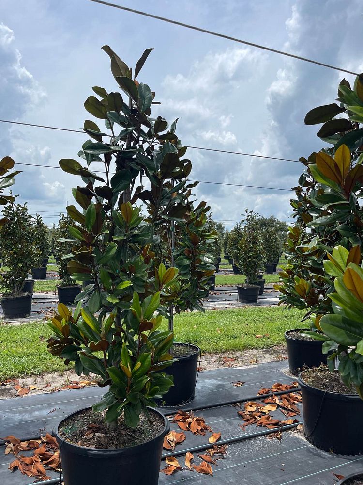 magnolia-grandiflora-d-d-blanchard-southern-magnolia