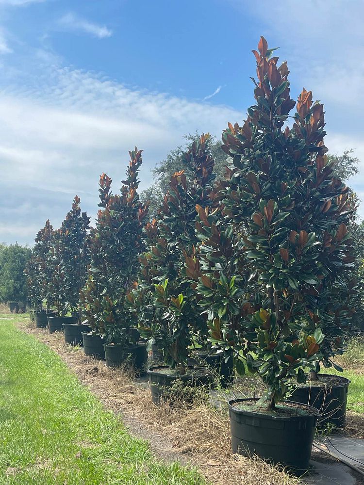 magnolia-grandiflora-d-d-blanchard-southern-magnolia