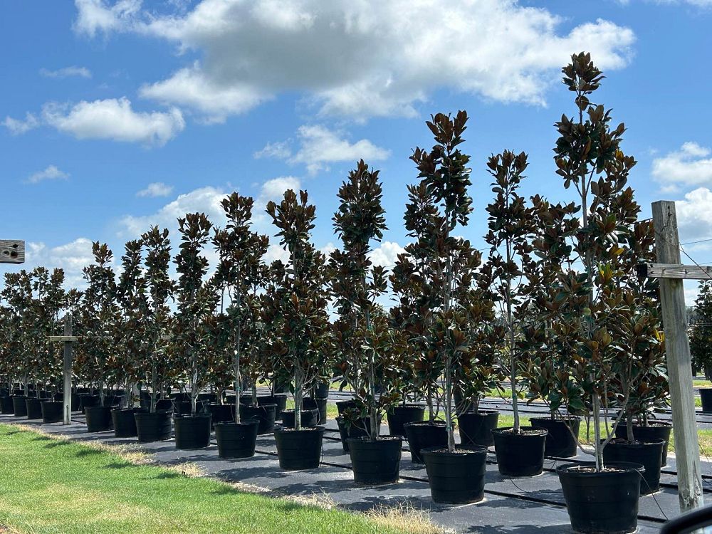 magnolia-grandiflora-d-d-blanchard-southern-magnolia
