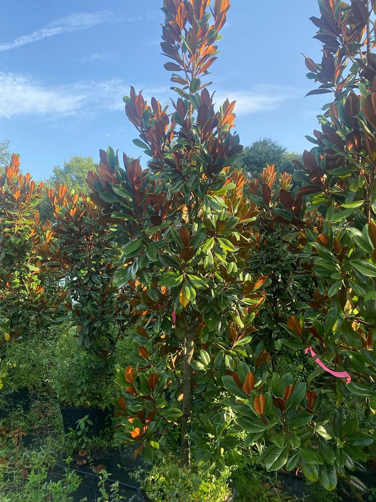 magnolia-grandiflora-d-d-blanchard-southern-magnolia