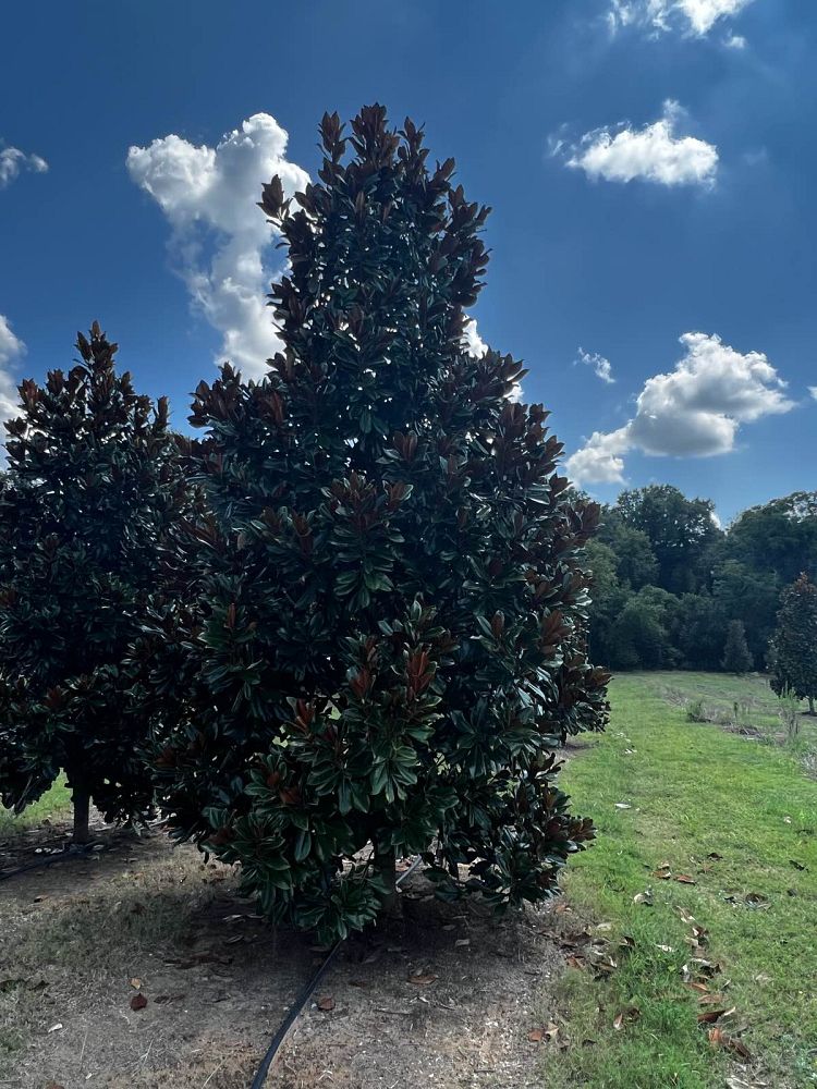 magnolia-grandiflora-d-d-blanchard-southern-magnolia