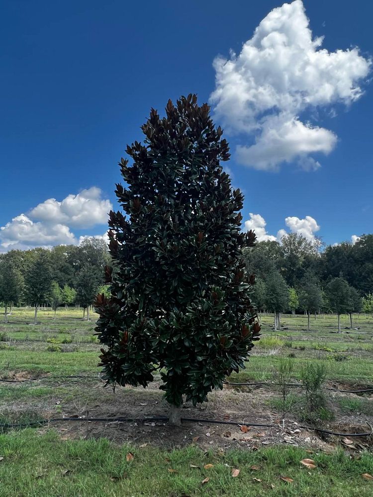 magnolia-grandiflora-d-d-blanchard-southern-magnolia
