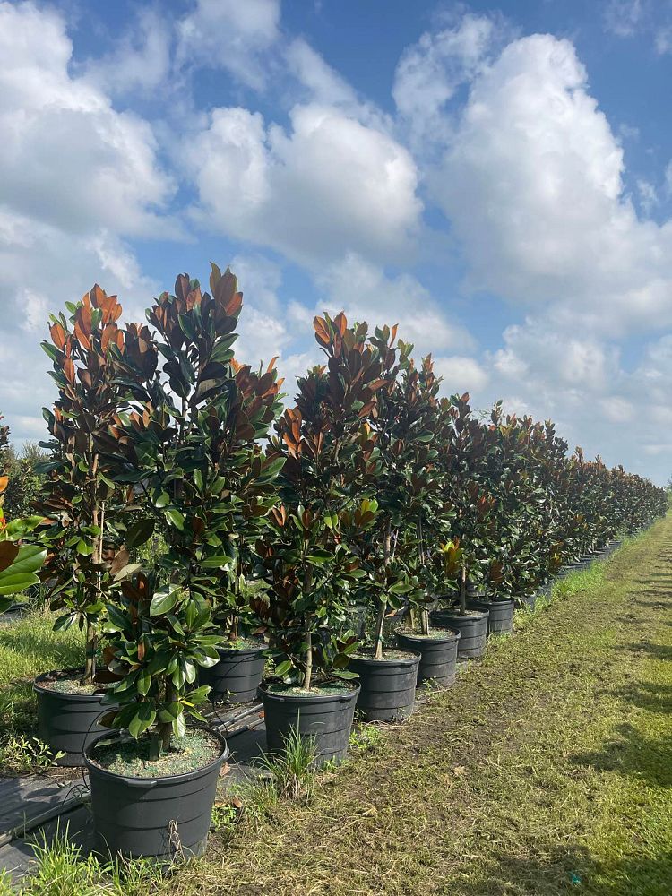 magnolia-grandiflora-d-d-blanchard-southern-magnolia