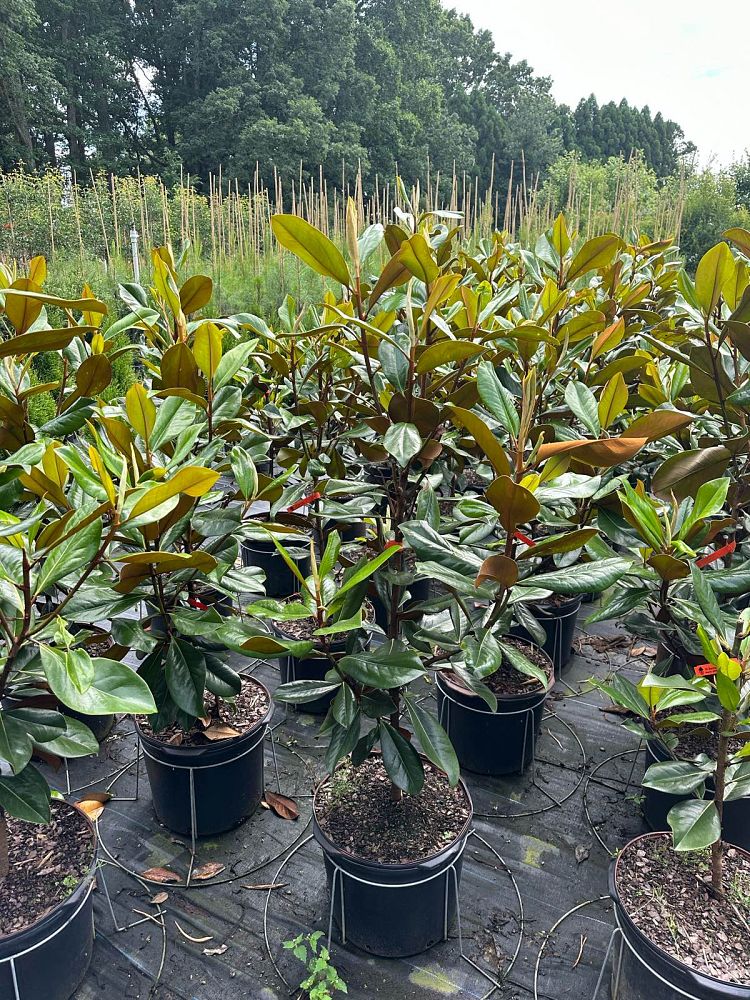 magnolia-grandiflora-d-d-blanchard-southern-magnolia