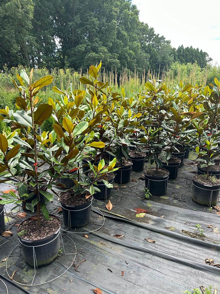magnolia-grandiflora-d-d-blanchard-southern-magnolia