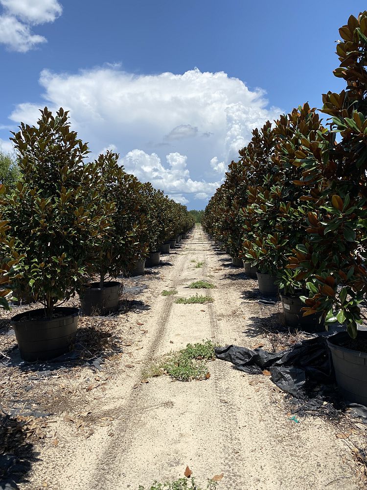 magnolia-grandiflora-d-d-blanchard-southern-magnolia