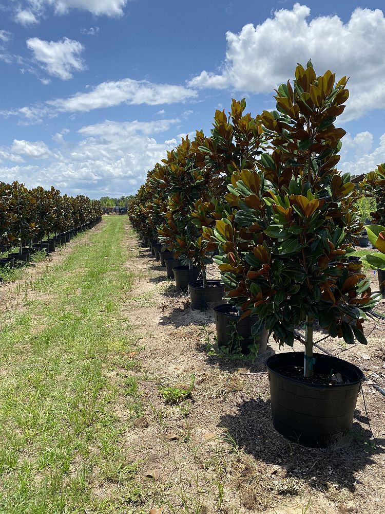 magnolia-grandiflora-d-d-blanchard-southern-magnolia