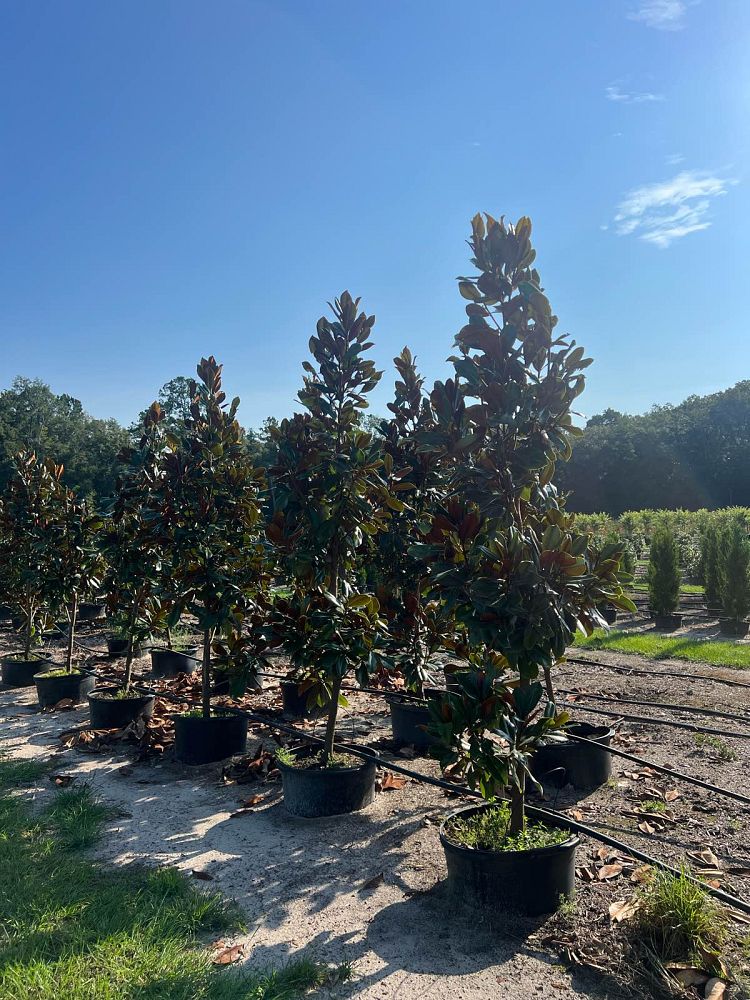 magnolia-grandiflora-d-d-blanchard-southern-magnolia