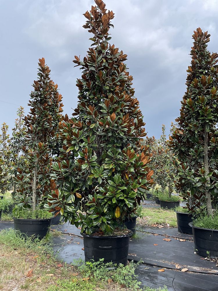 magnolia-grandiflora-d-d-blanchard-southern-magnolia