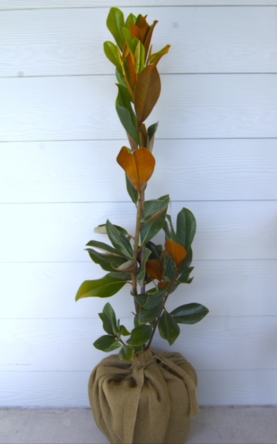 magnolia-grandiflora-d-d-blanchard-southern-magnolia