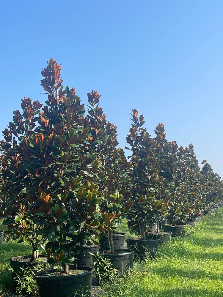 magnolia-grandiflora-d-d-blanchard-southern-magnolia
