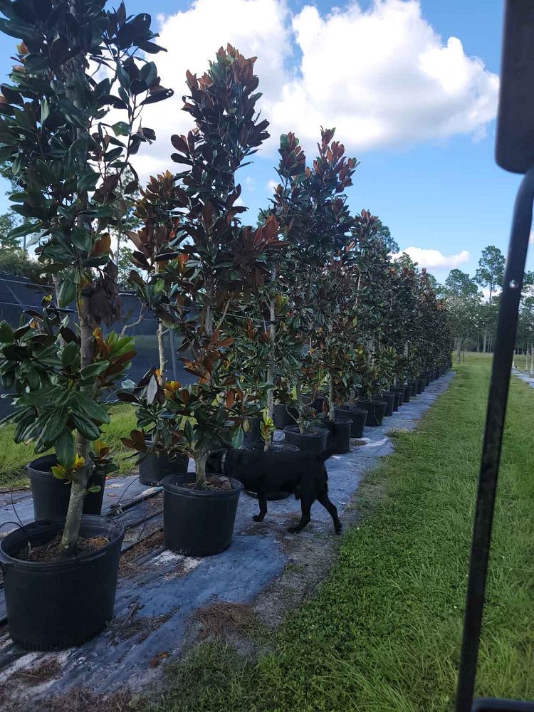 magnolia-grandiflora-d-d-blanchard-southern-magnolia