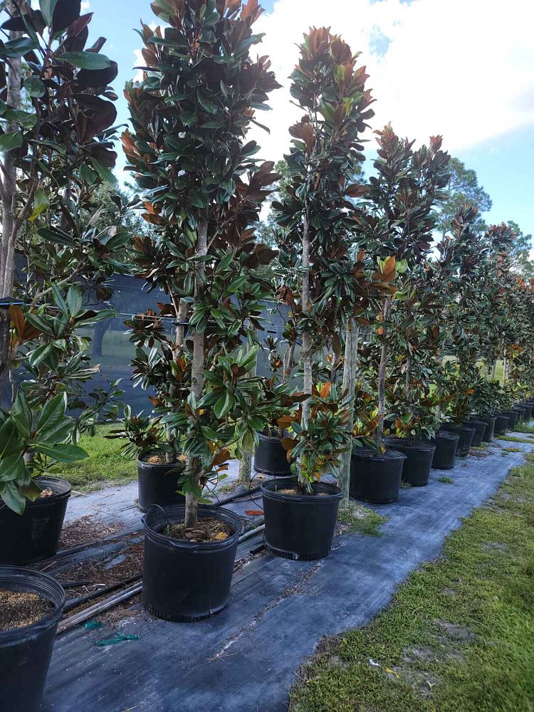 magnolia-grandiflora-d-d-blanchard-southern-magnolia