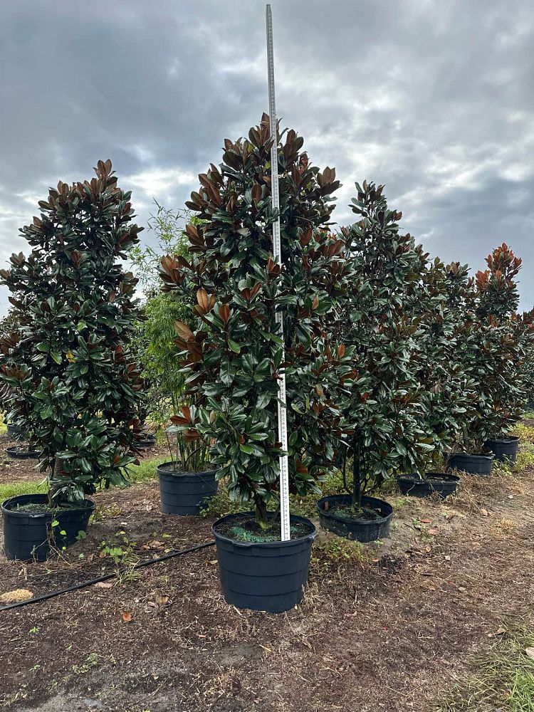 magnolia-grandiflora-d-d-blanchard-southern-magnolia