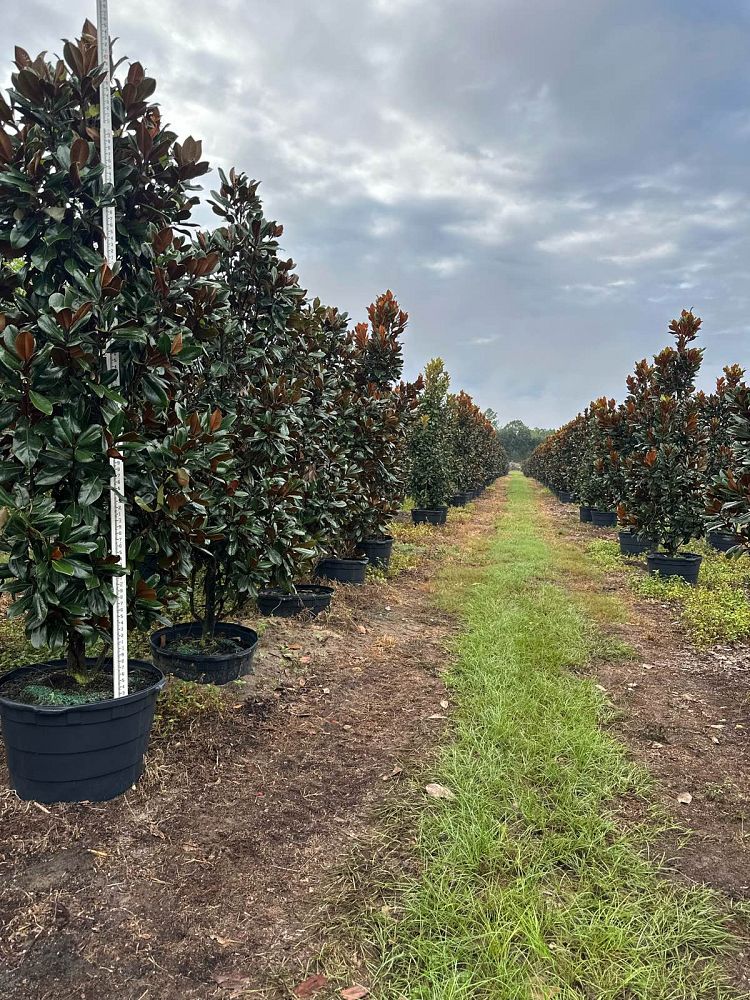 magnolia-grandiflora-d-d-blanchard-southern-magnolia