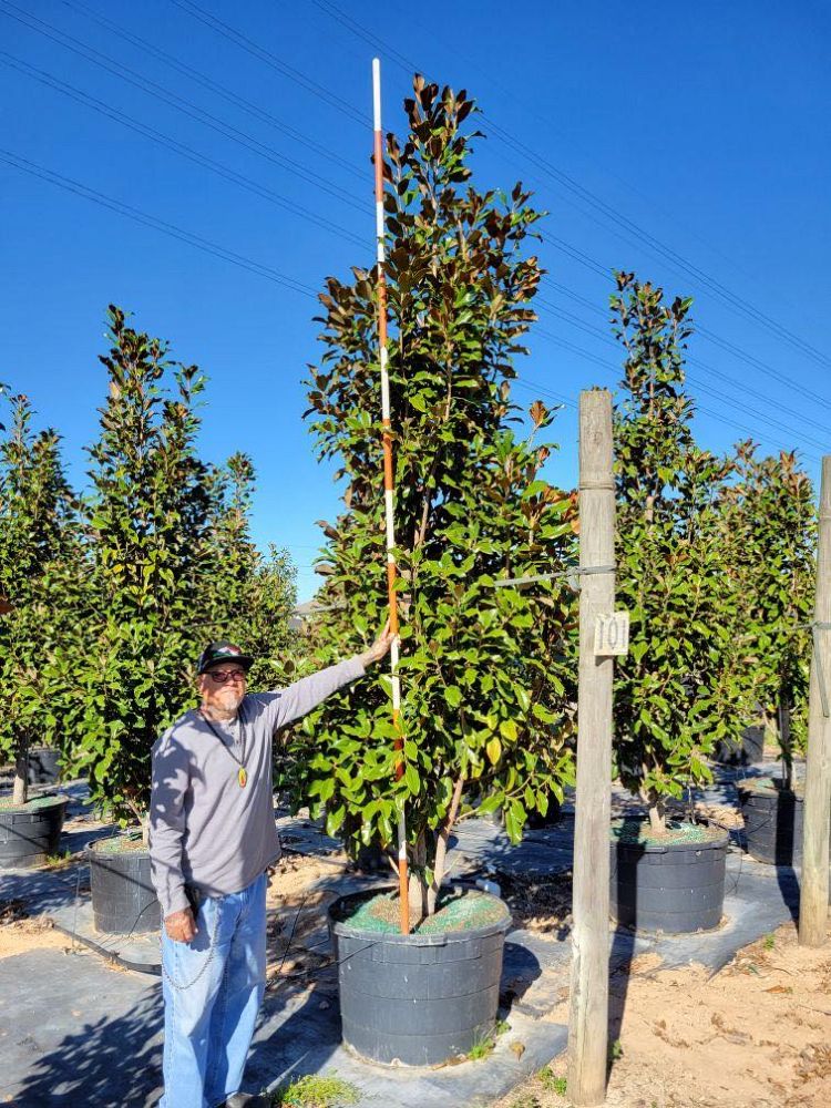 magnolia-grandiflora-d-d-blanchard-southern-magnolia