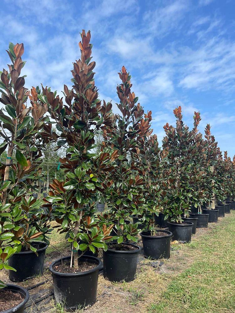 magnolia-grandiflora-d-d-blanchard-southern-magnolia
