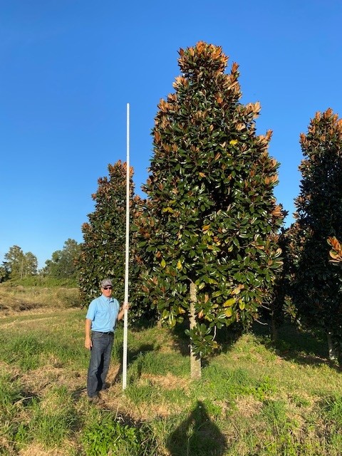 magnolia-grandiflora-d-d-blanchard-southern-magnolia