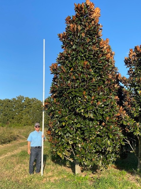 magnolia-grandiflora-d-d-blanchard-southern-magnolia