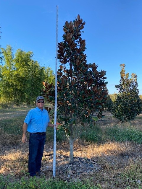 magnolia-grandiflora-d-d-blanchard-southern-magnolia