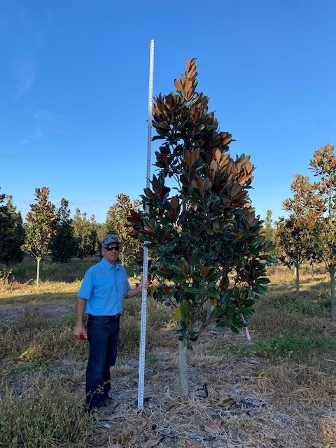 magnolia-grandiflora-d-d-blanchard-southern-magnolia