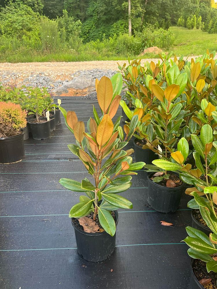 magnolia-grandiflora-edith-bogue-southern-magnolia