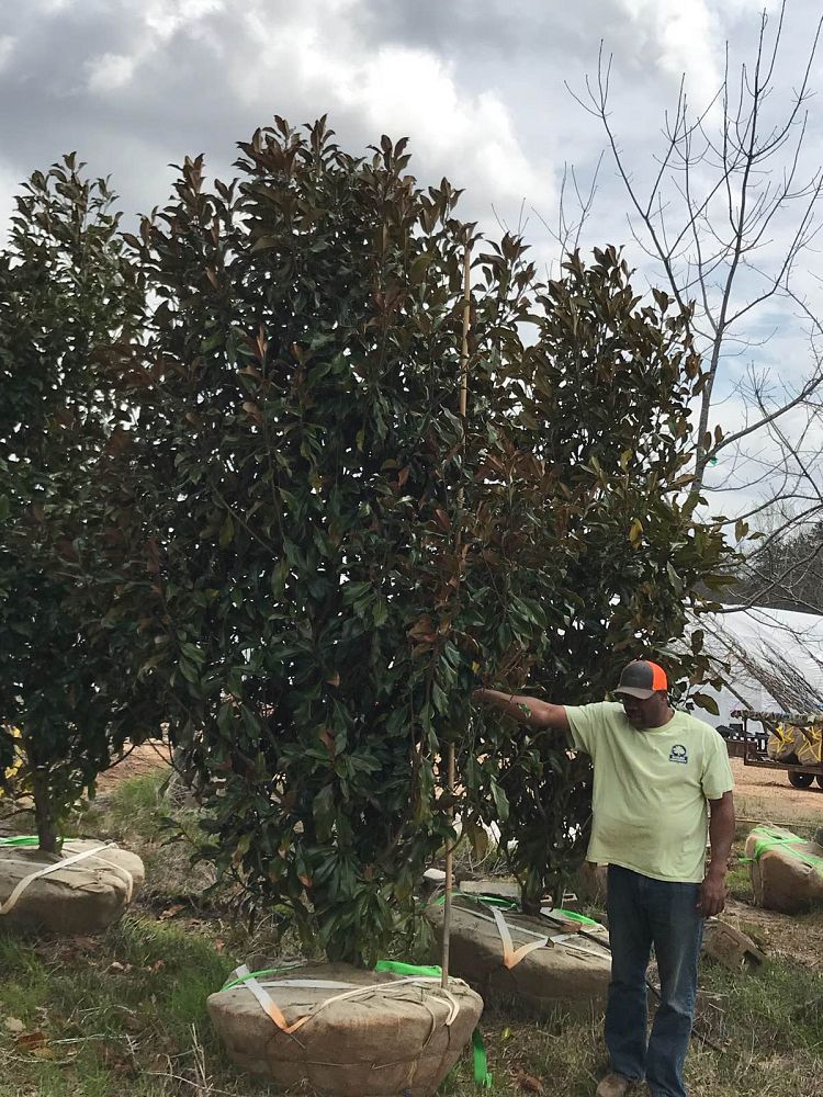 magnolia-grandiflora-kay-parris