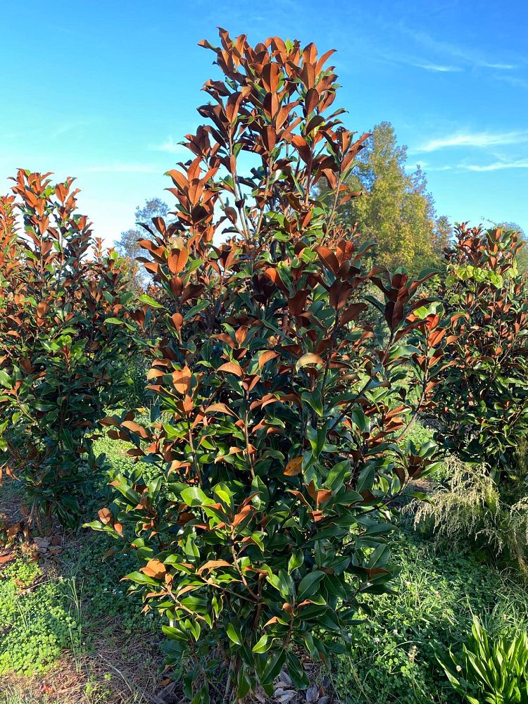 magnolia-grandiflora-kay-parris