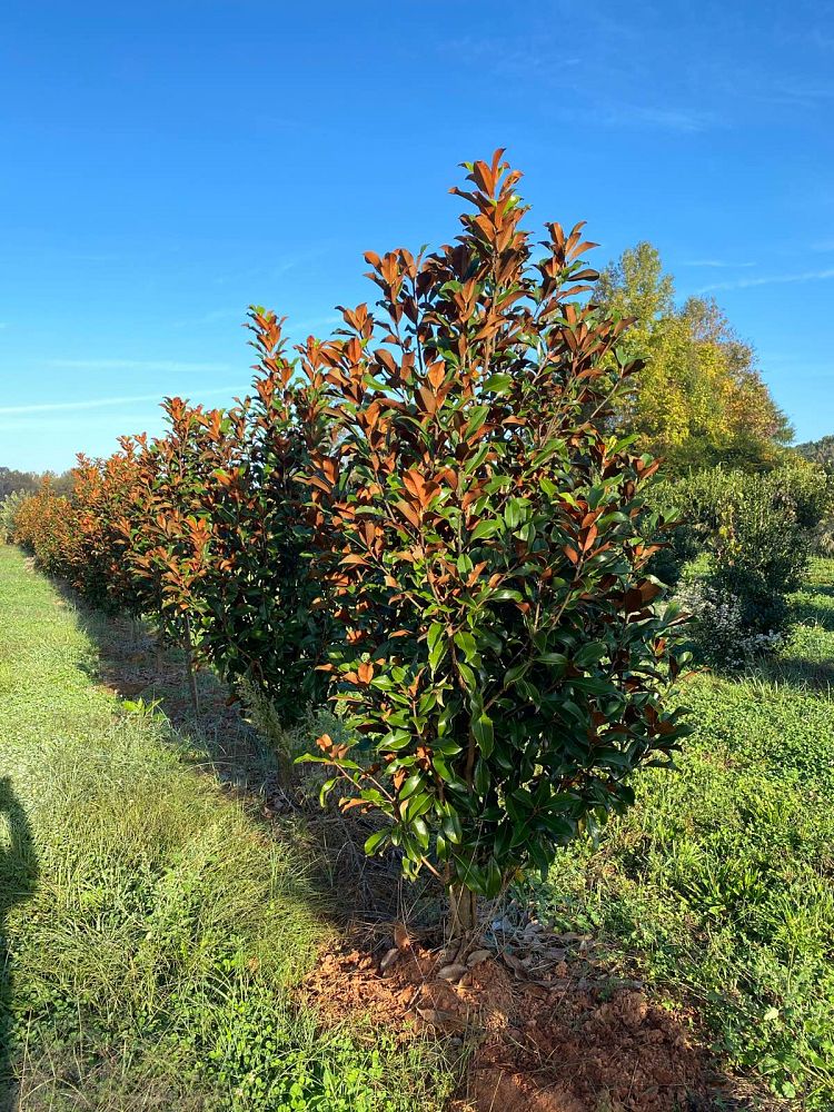 magnolia-grandiflora-kay-parris
