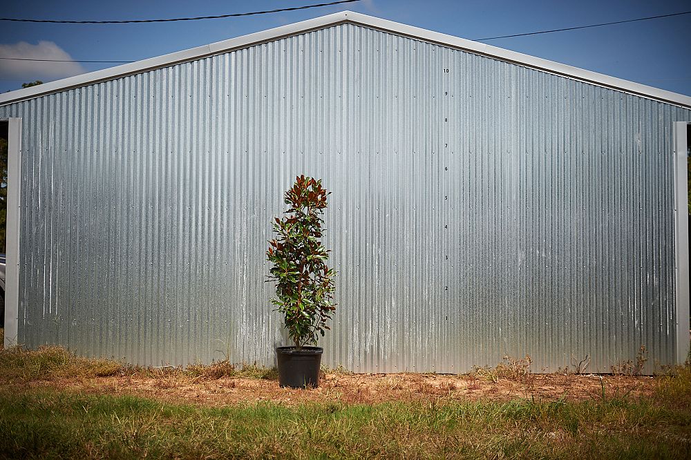 magnolia-grandiflora-kay-parris
